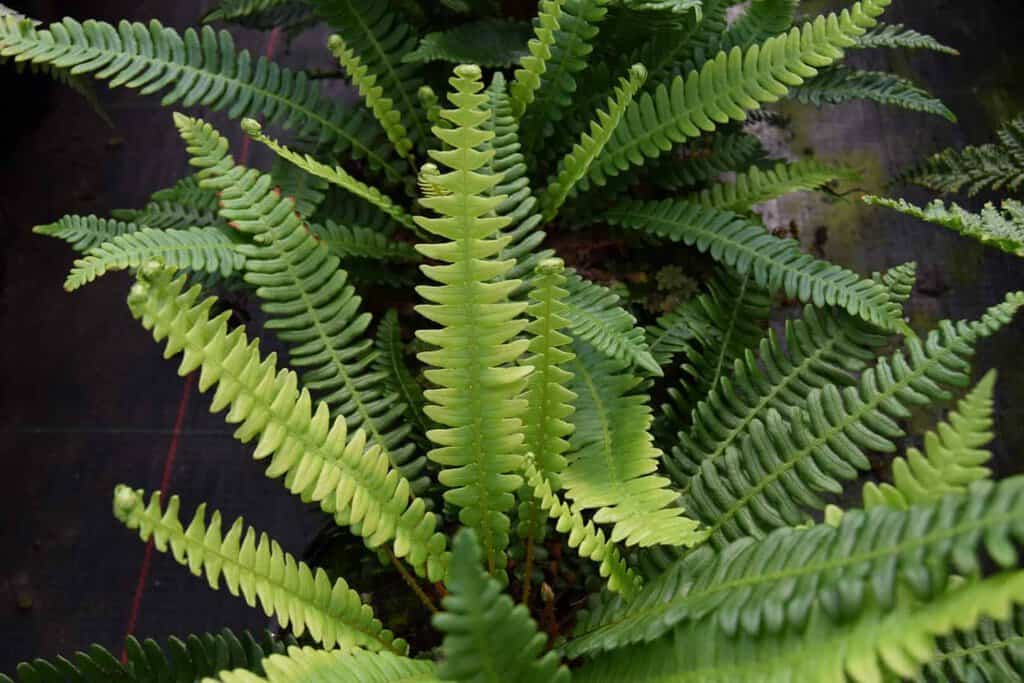 Blechnum spicant ---
